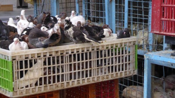 2طيور/ طيور ياسين