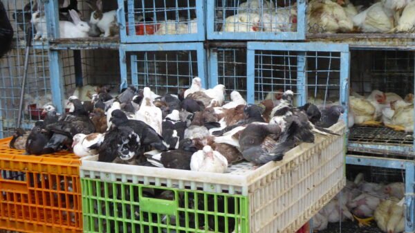 2طيور/ طيور ياسين