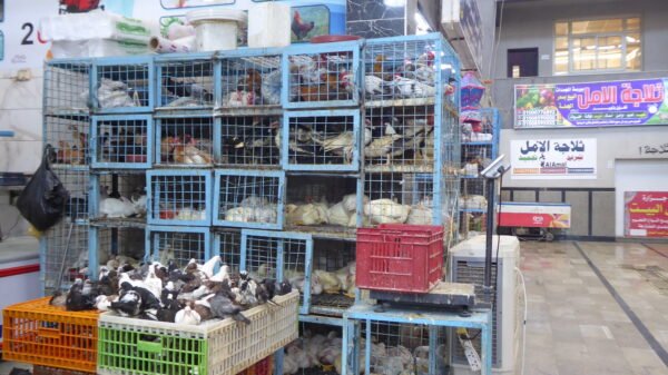 2طيور/ طيور ياسين