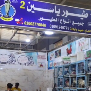 P1020849 2طيور/ طيور ياسين