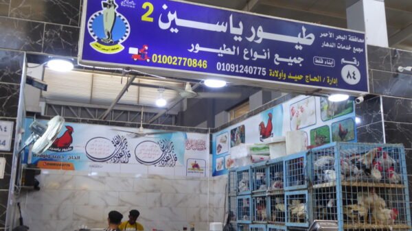 2طيور/ طيور ياسين