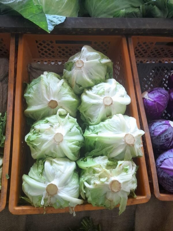 كابوتشى اخضر